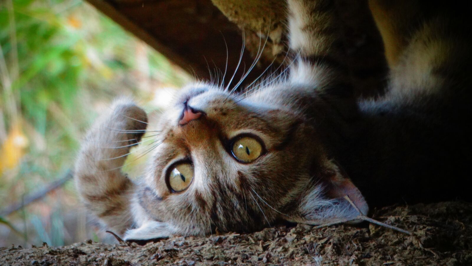 Sony Cyber-shot DSC-HX300 sample photo. Cat, kitten, animal photography