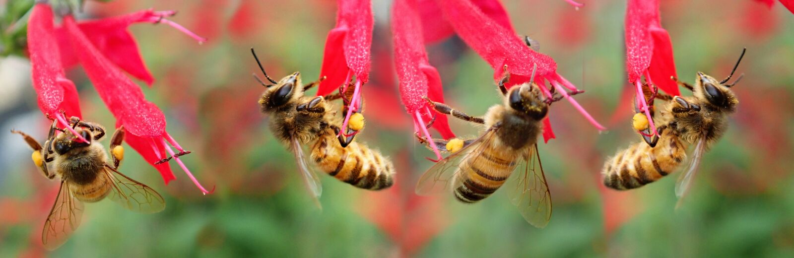 Olympus TG-5 sample photo. Bees, insects, nectar photography
