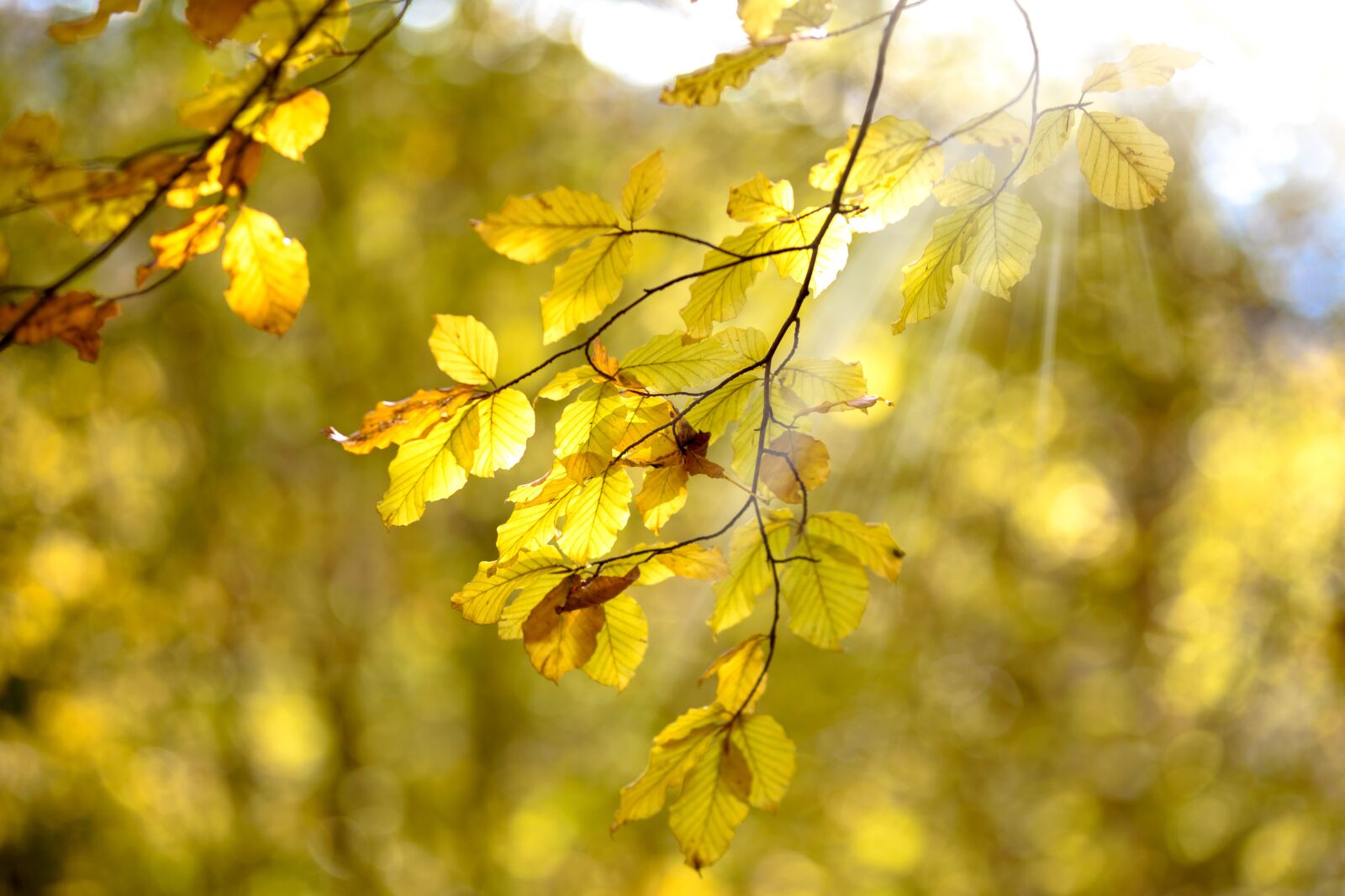 Nikon D750 sample photo. The sun, autumn, yellow photography