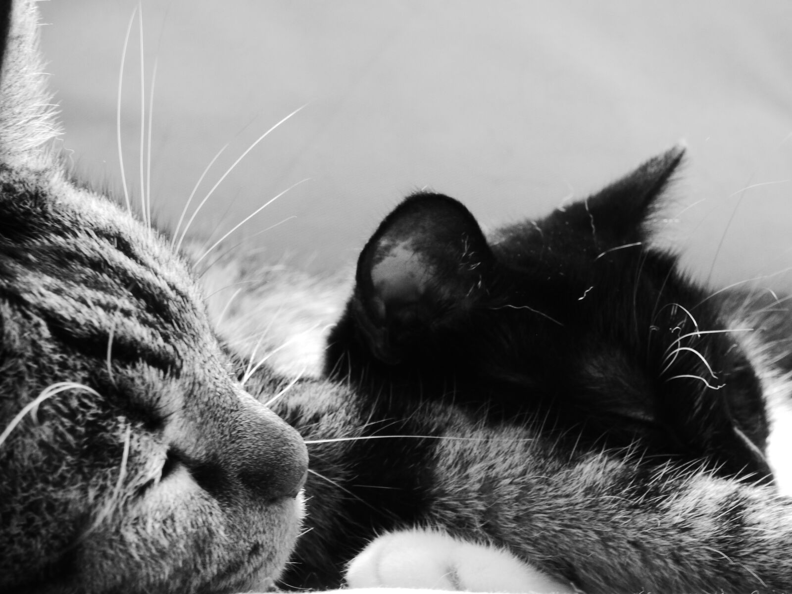 Panasonic DMC-FZ72 sample photo. Cats, black and white photography