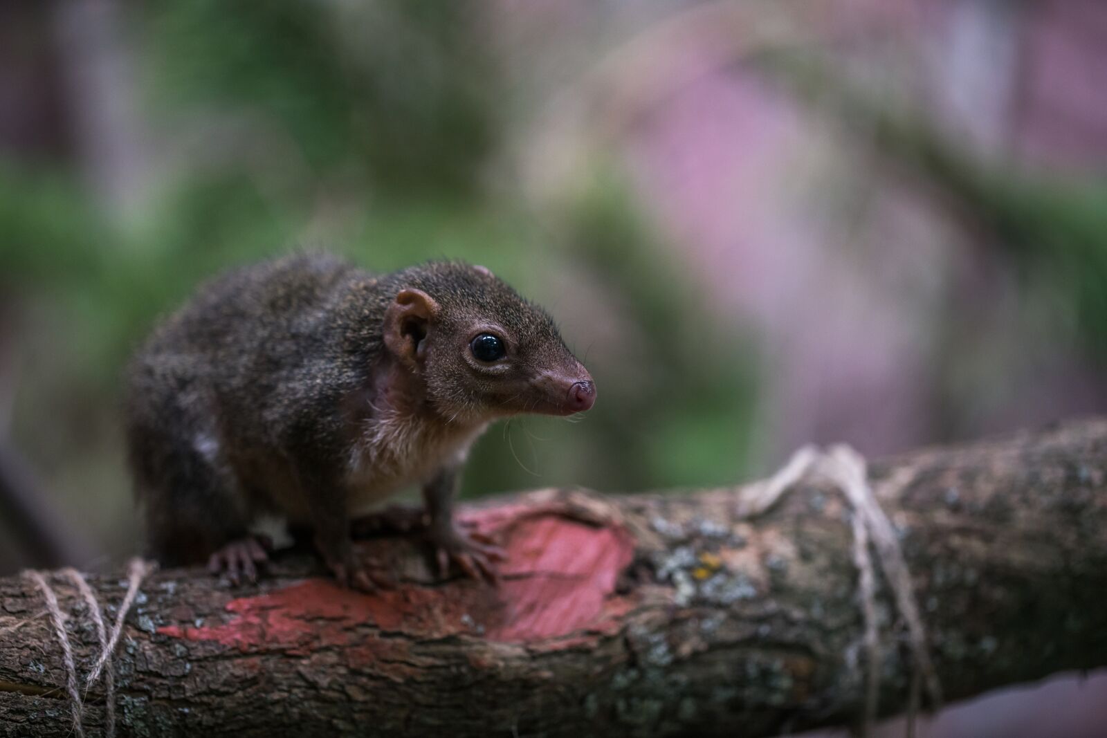 Sony a7R II + Canon EF 100mm F2.8L Macro IS USM sample photo. Living nature, mammals, nature photography