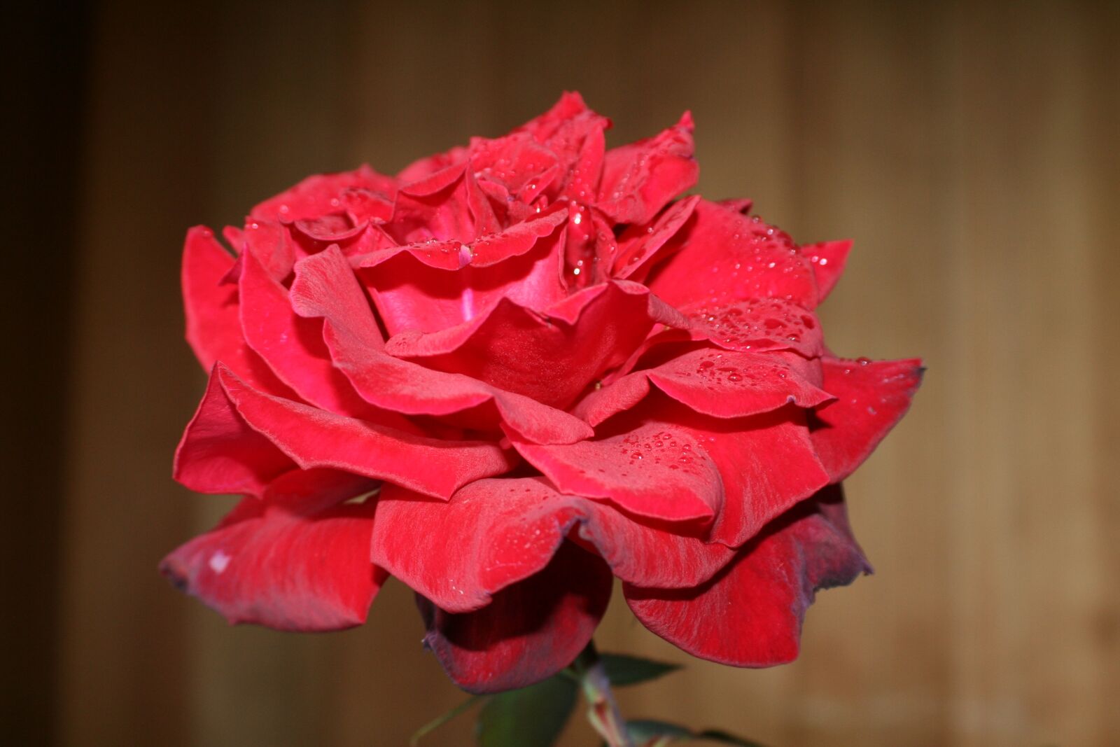 Canon EOS 350D (EOS Digital Rebel XT / EOS Kiss Digital N) sample photo. Rose, flower, garden photography
