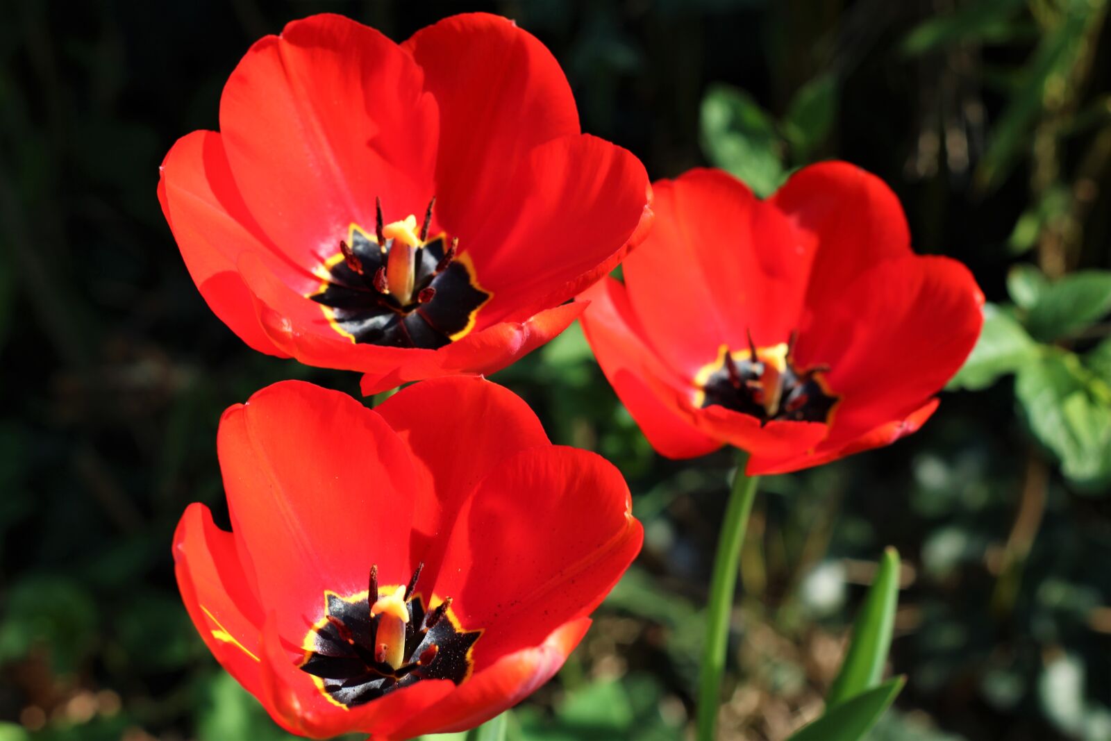 Canon EOS 2000D (EOS Rebel T7 / EOS Kiss X90 / EOS 1500D) sample photo. Flower, nature, spring photography