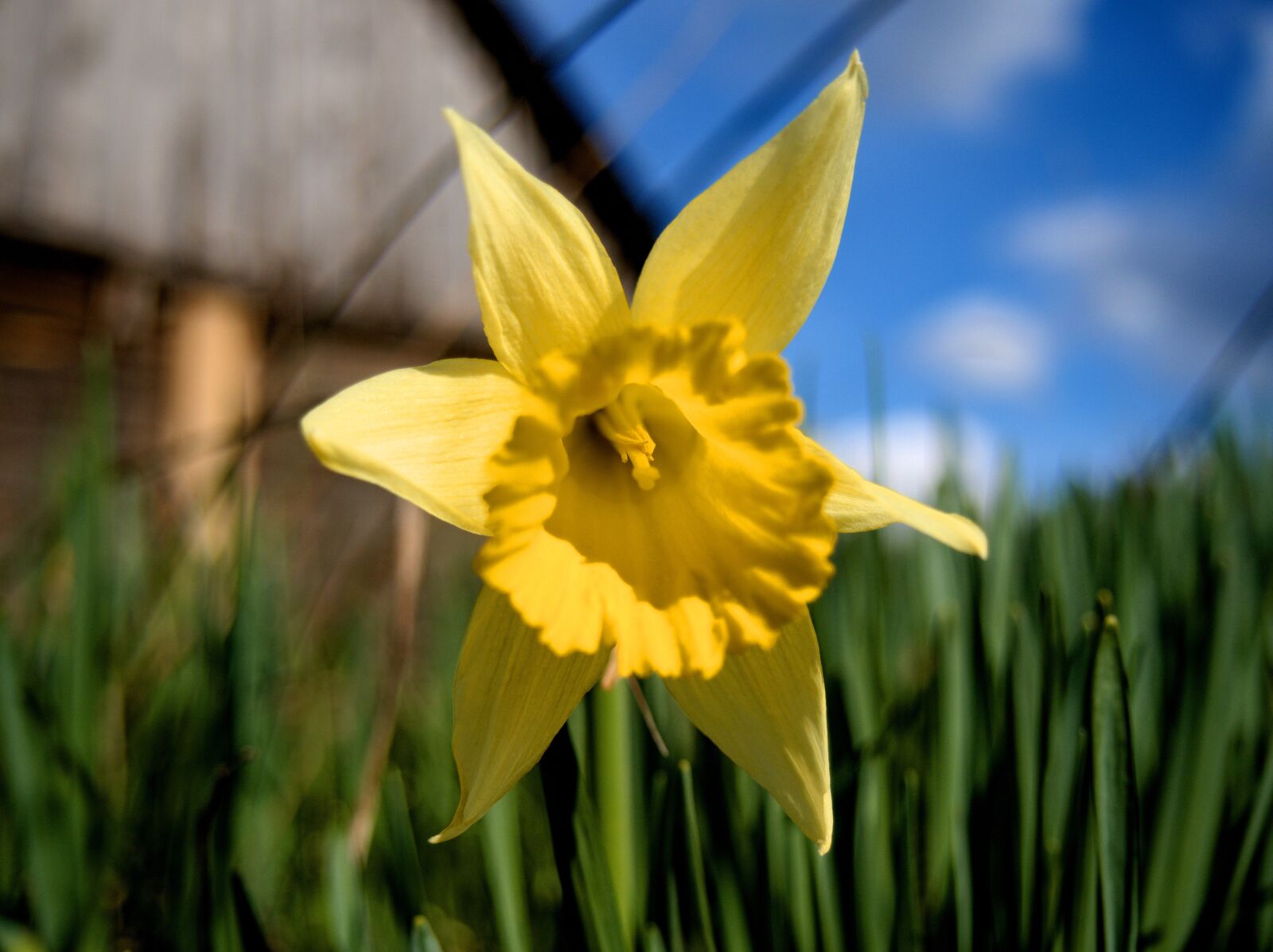 Olympus OM-D E-M10 sample photo. Narcissus, yellow, flower photography