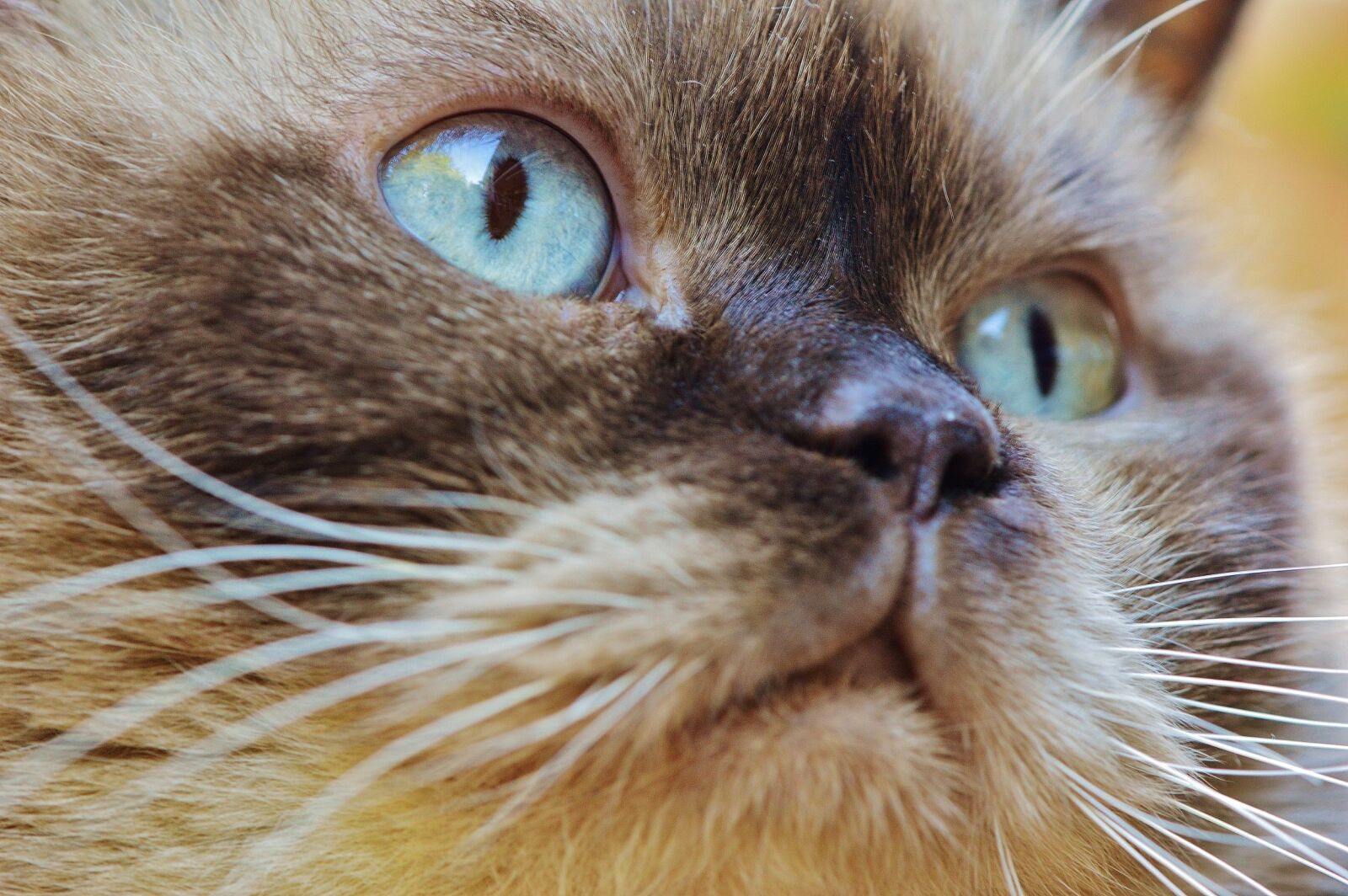 Nikon D3200 sample photo. Cat, british shorthair, thoroughbred photography