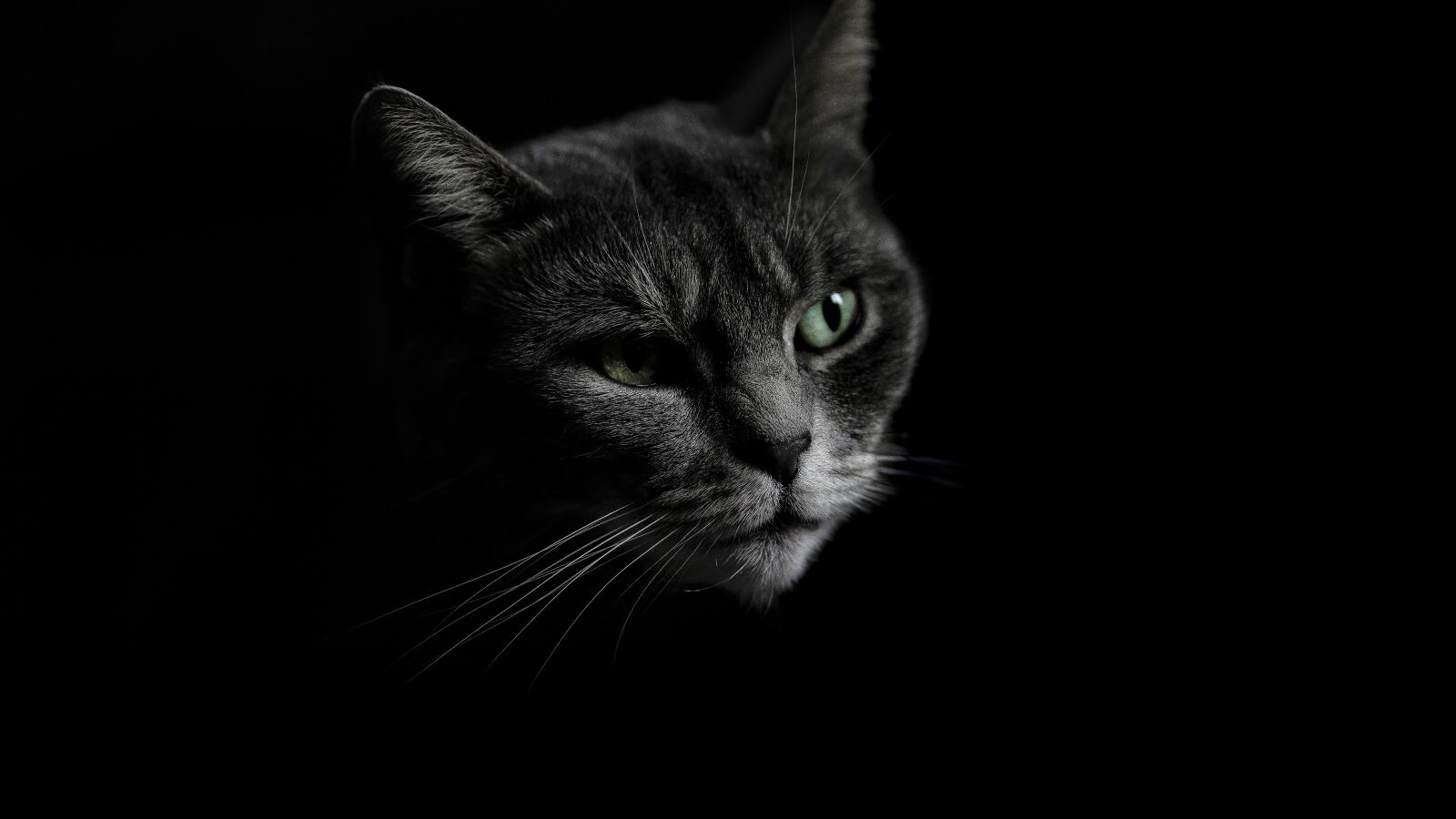 Sony a7 III + Sony FE 85mm F1.8 sample photo. Cat, eyes, pet photography