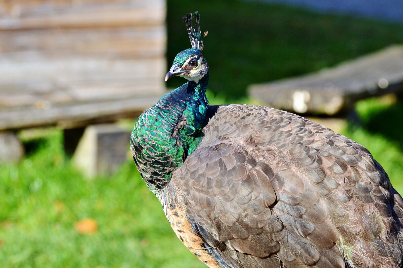Nikon D3200 sample photo. Bird, peacock, peacock feathers photography