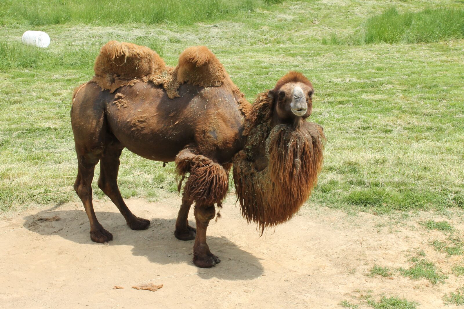 Canon EOS 1100D (EOS Rebel T3 / EOS Kiss X50) sample photo. Camel, humps, zoo photography