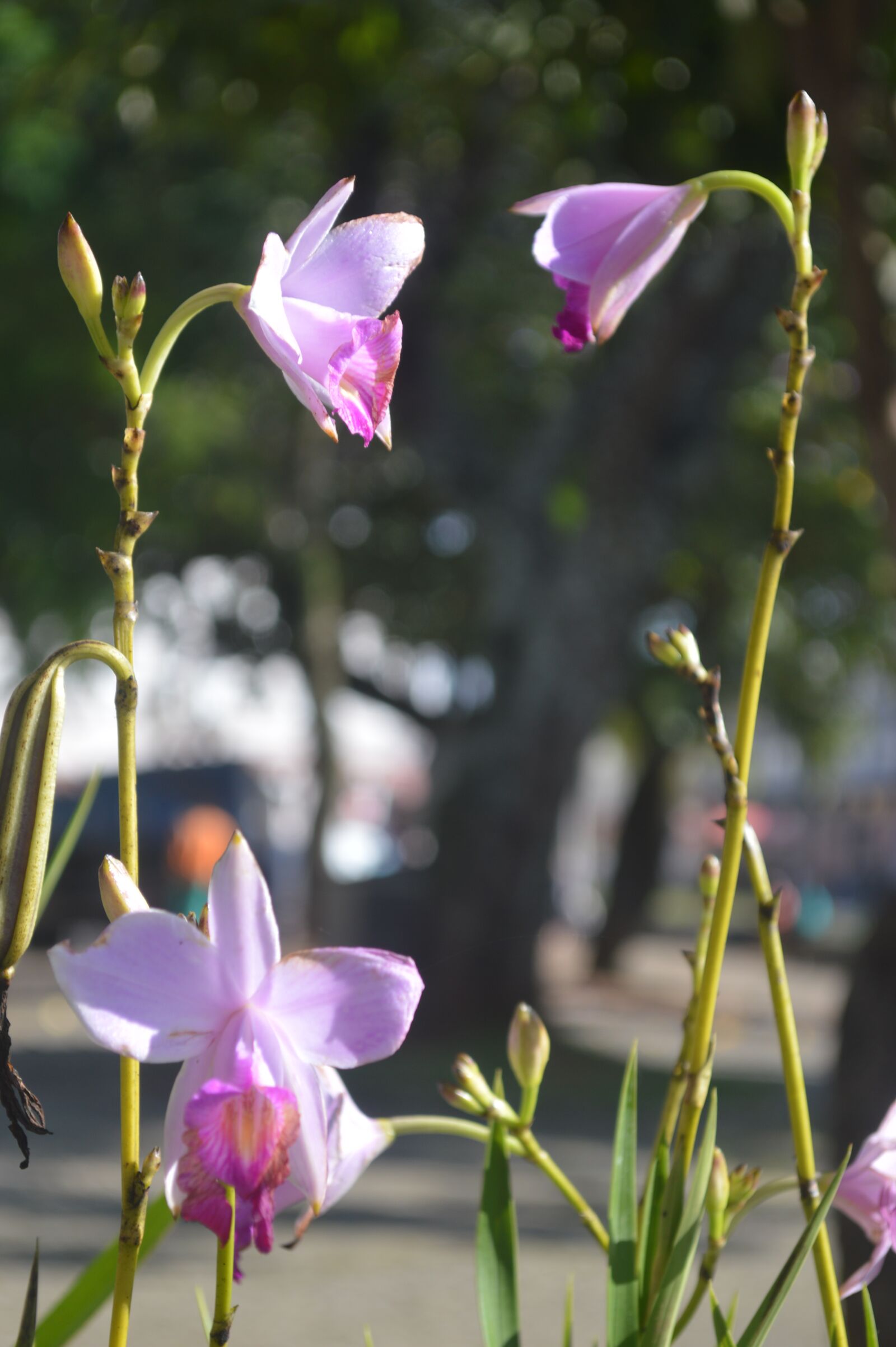 Nikon D3200 sample photo. Orquidia, delicate, light and photography