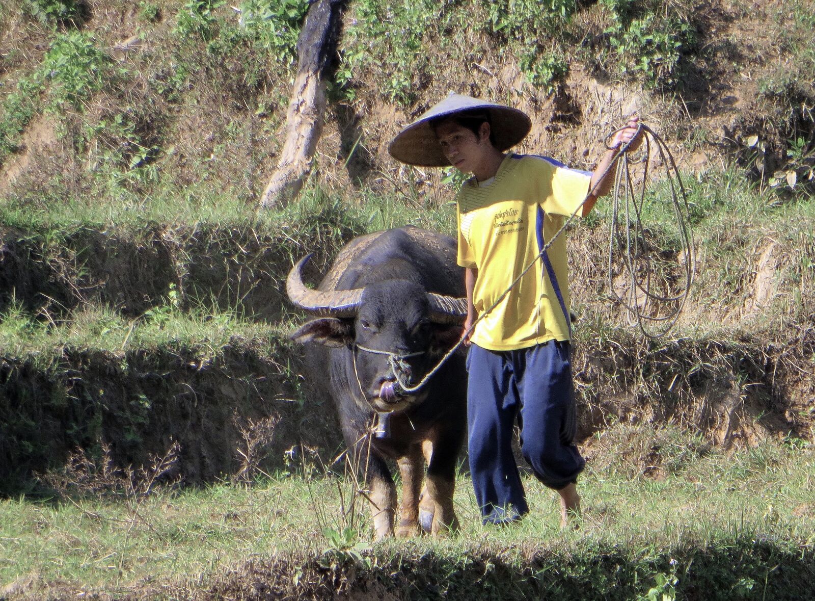 Canon PowerShot SX270 HS sample photo. Laos, peasant, buffalo photography