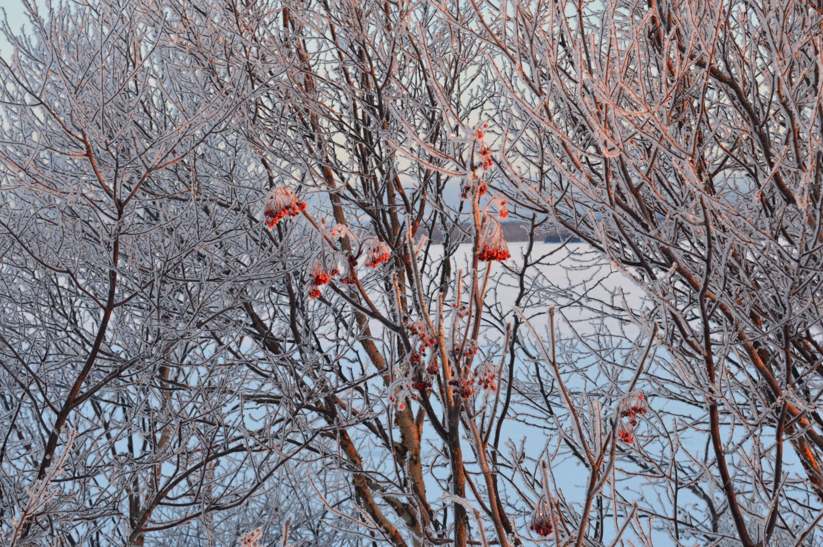 Nikon D3200 sample photo. Frost, cormier, winter photography