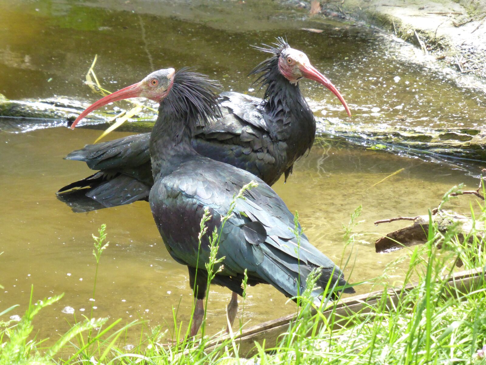 Panasonic DMC-TZ41 sample photo. Northern bald ibis, ibis photography