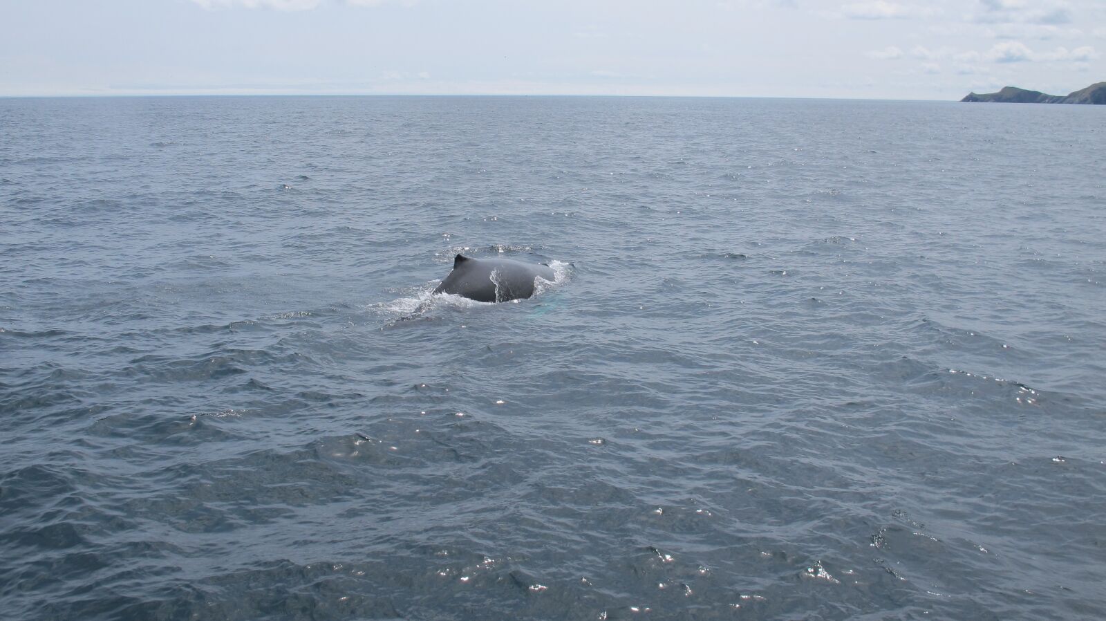 Canon PowerShot G12 sample photo. Whale, breach, baybulls photography