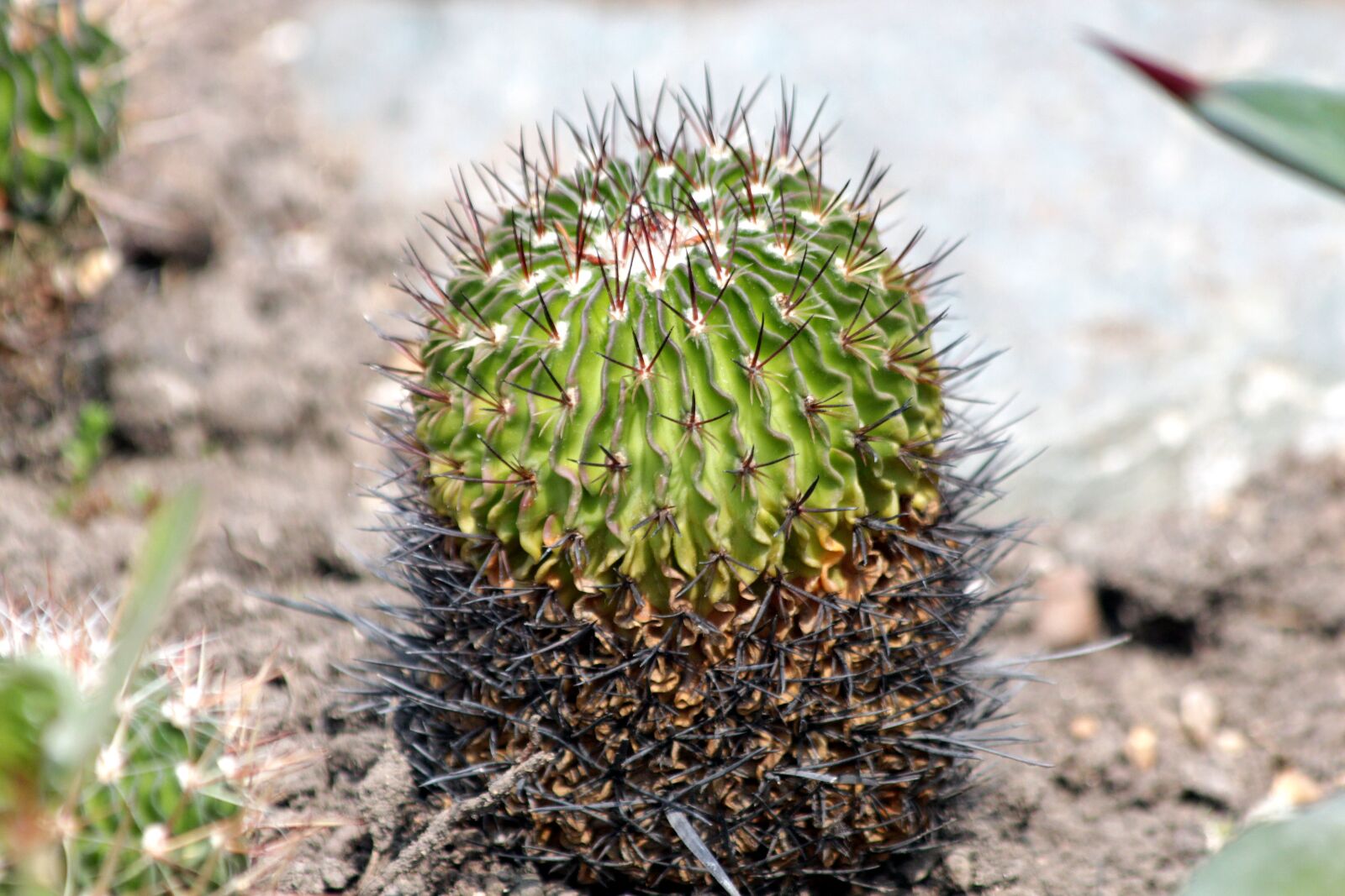 Canon EOS 650D (EOS Rebel T4i / EOS Kiss X6i) sample photo. Cactus, plant, nature photography