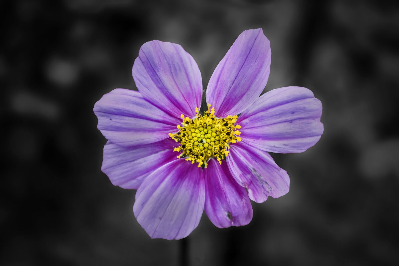 Nikon D3300 sample photo. Flower, nature, flora photography