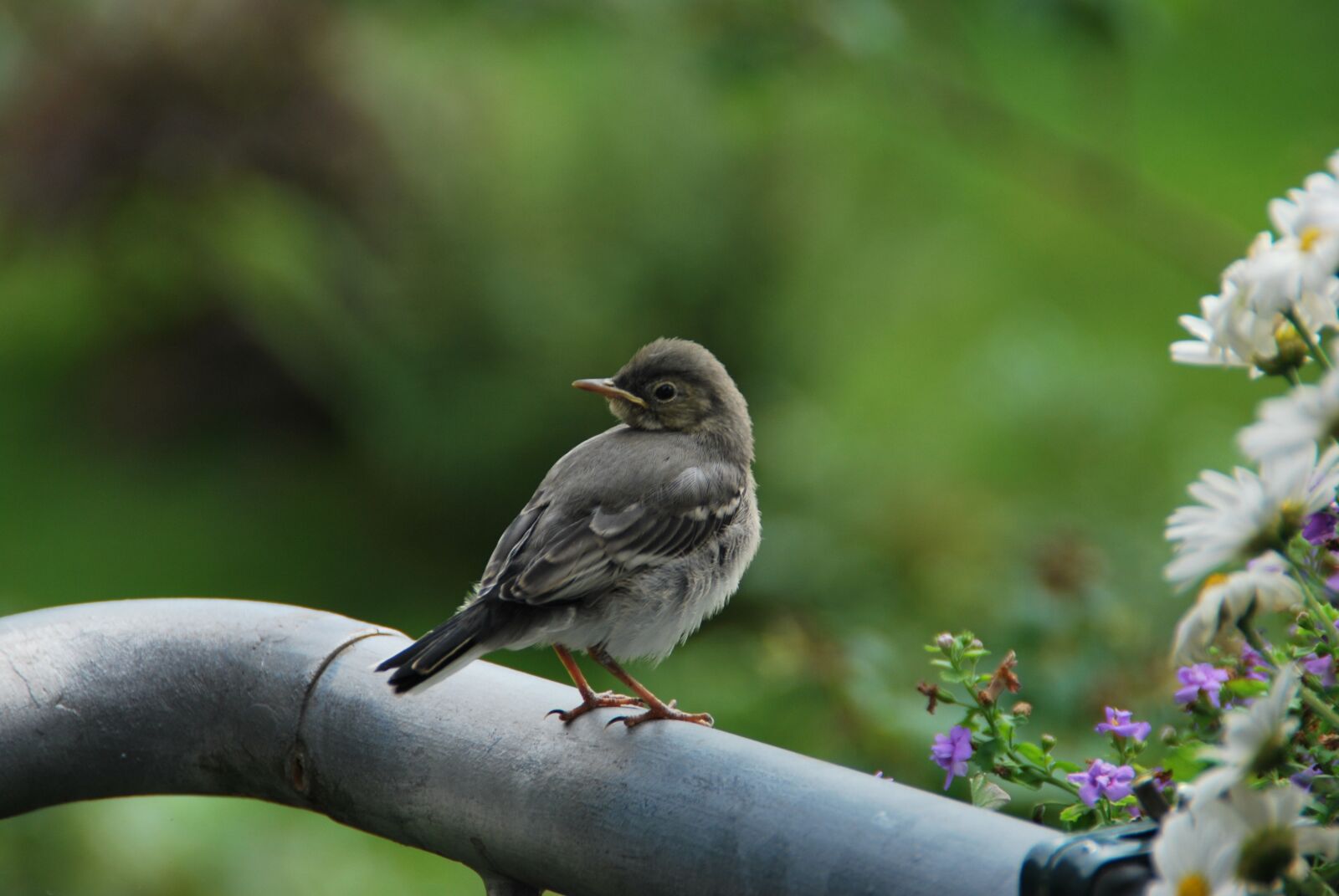 Nikon D60 sample photo. Young bird, white wagtail photography
