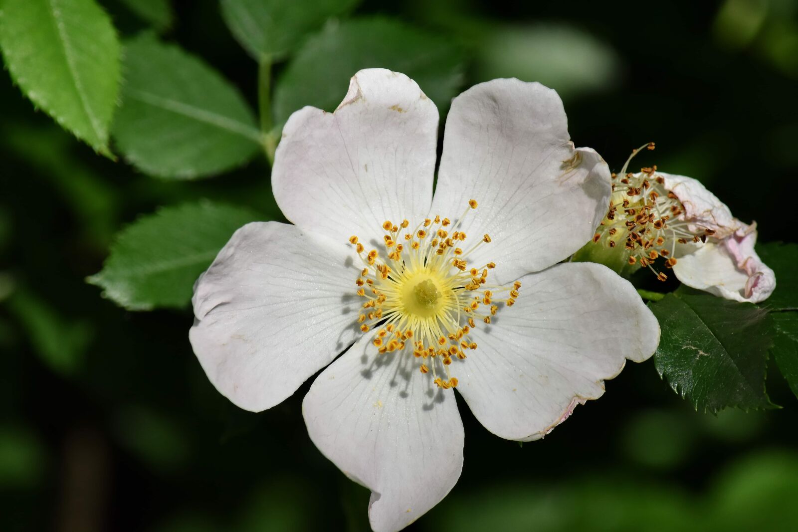Nikon D5500 sample photo. Roses, white flower, wildflower photography