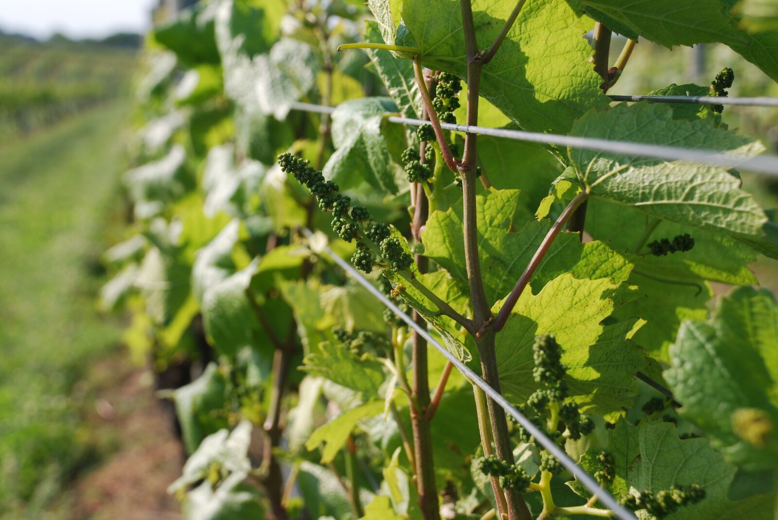 Nikon D60 sample photo. Grapes, wine, vineyard photography