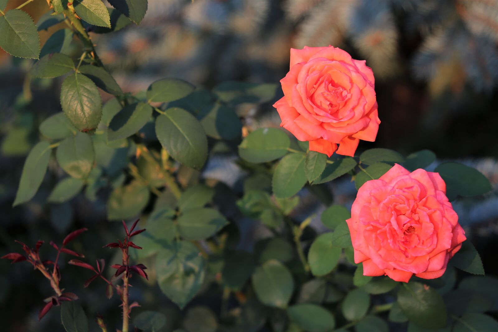 Canon EF 70-300 F4-5.6 IS II USM sample photo. Oramge roses, flower, plant photography