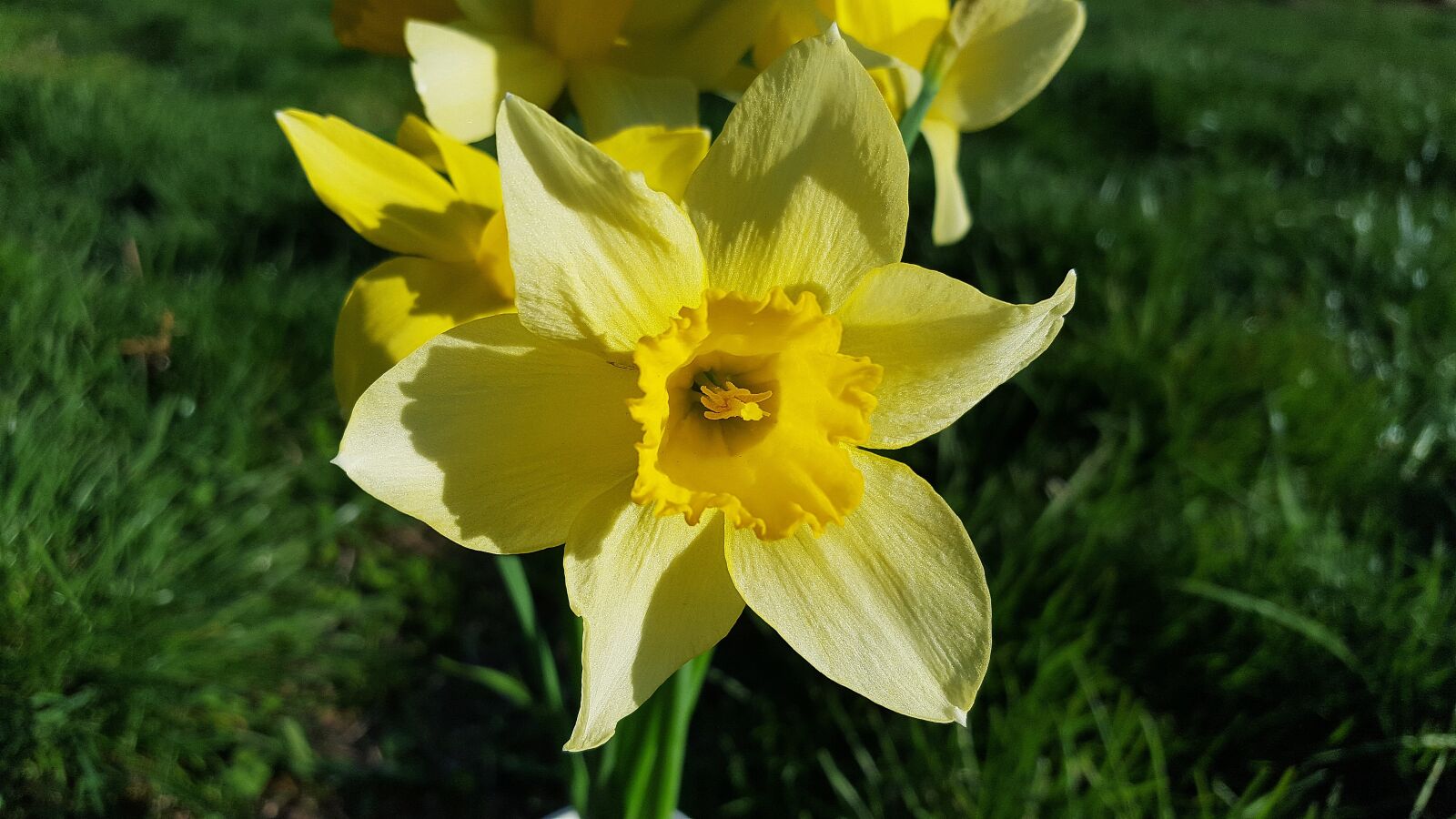 Samsung Galaxy S6 sample photo. Narcissus, daffodil, narcissus flower photography