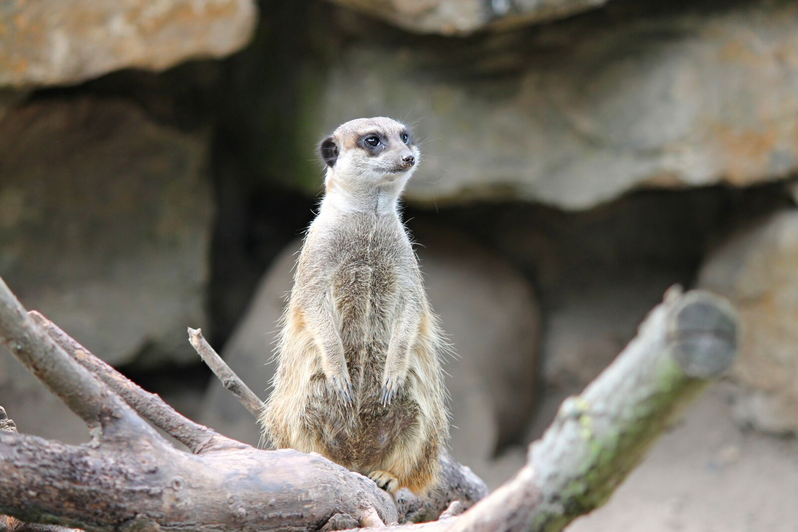 Canon EOS 1100D (EOS Rebel T3 / EOS Kiss X50) sample photo. Meerkat, mongoose, scharrtier photography