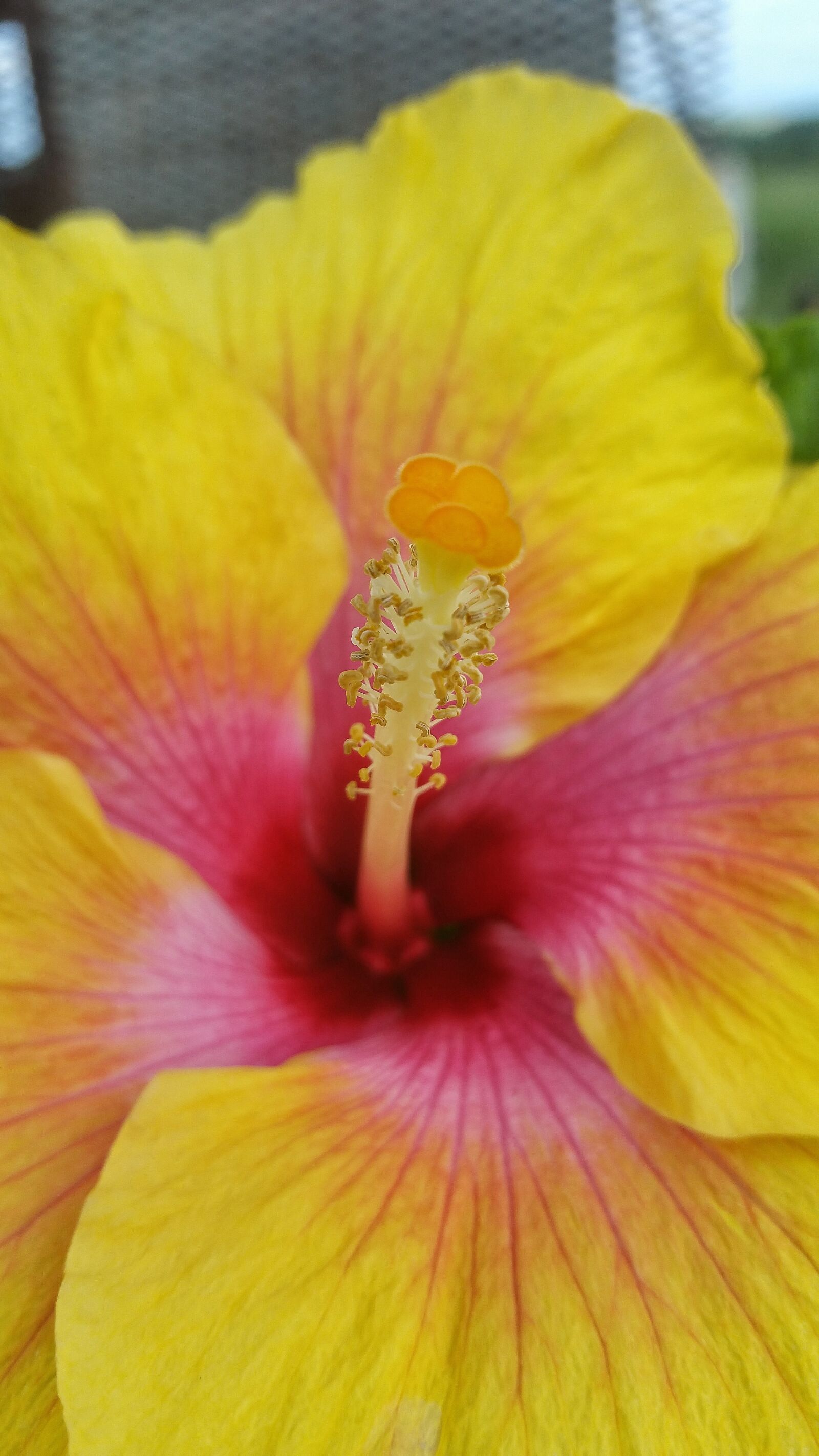 Samsung Galaxy Note4 sample photo. Flower, hibiscus, nature photography