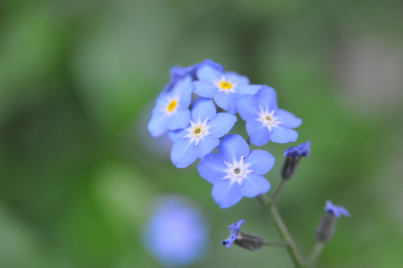 Nikon D90 sample photo. Forget-me-not, myosotis, wildflower photography
