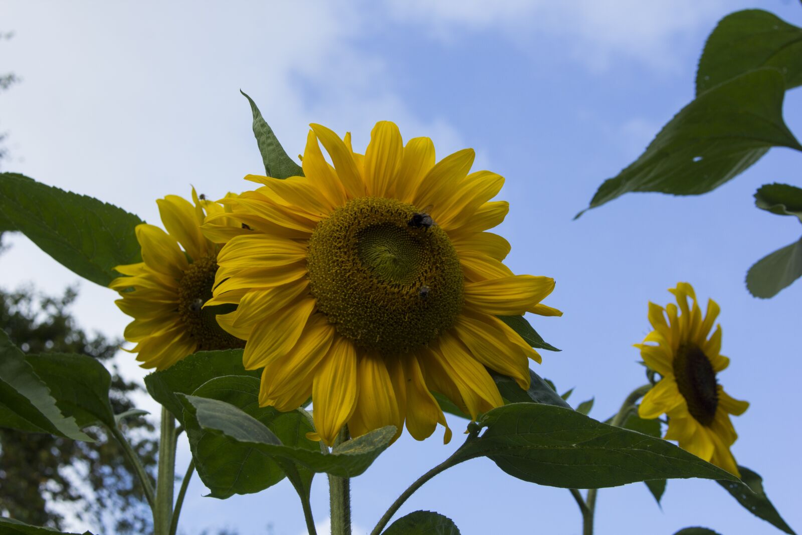 Canon EOS 60D + Canon EF-S 18-55mm F3.5-5.6 IS STM sample photo. Sunflower, nature, bright photography