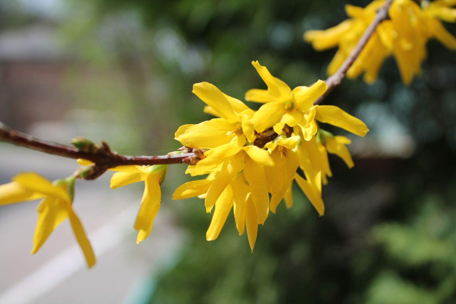 Canon EOS 1100D (EOS Rebel T3 / EOS Kiss X50) sample photo. Nature, plant, flower photography