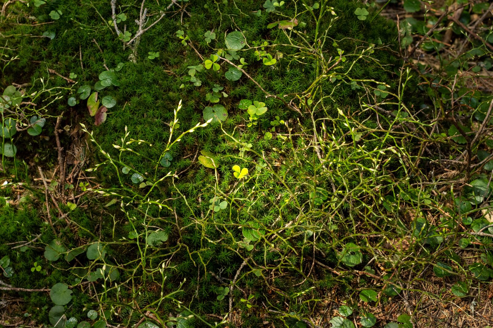 Canon EOS 60D + Canon EF 50mm F1.8 II sample photo. Lawn, greens, nature photography