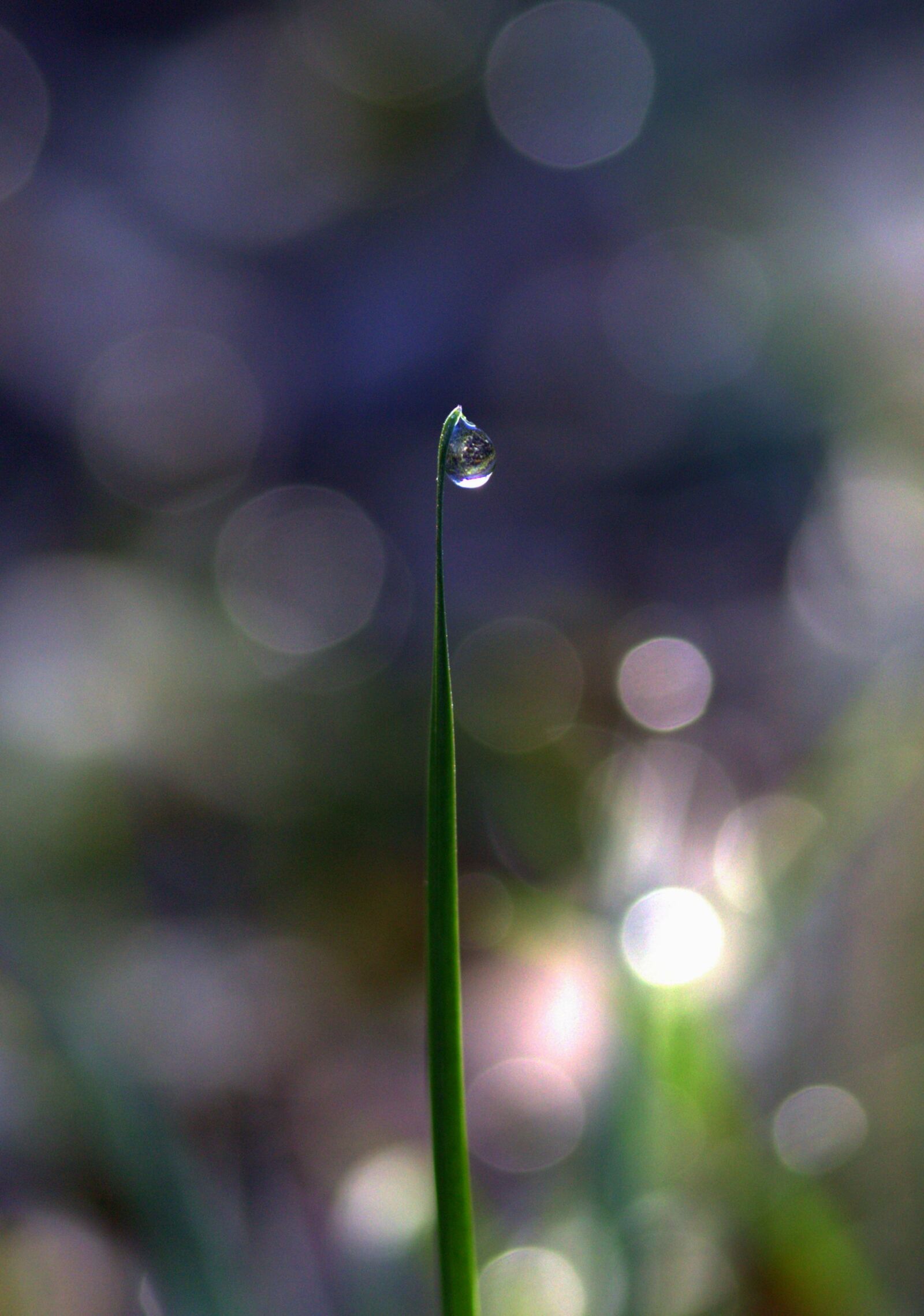 Canon EF-S 60mm F2.8 Macro USM sample photo. Grass, drop, dew photography