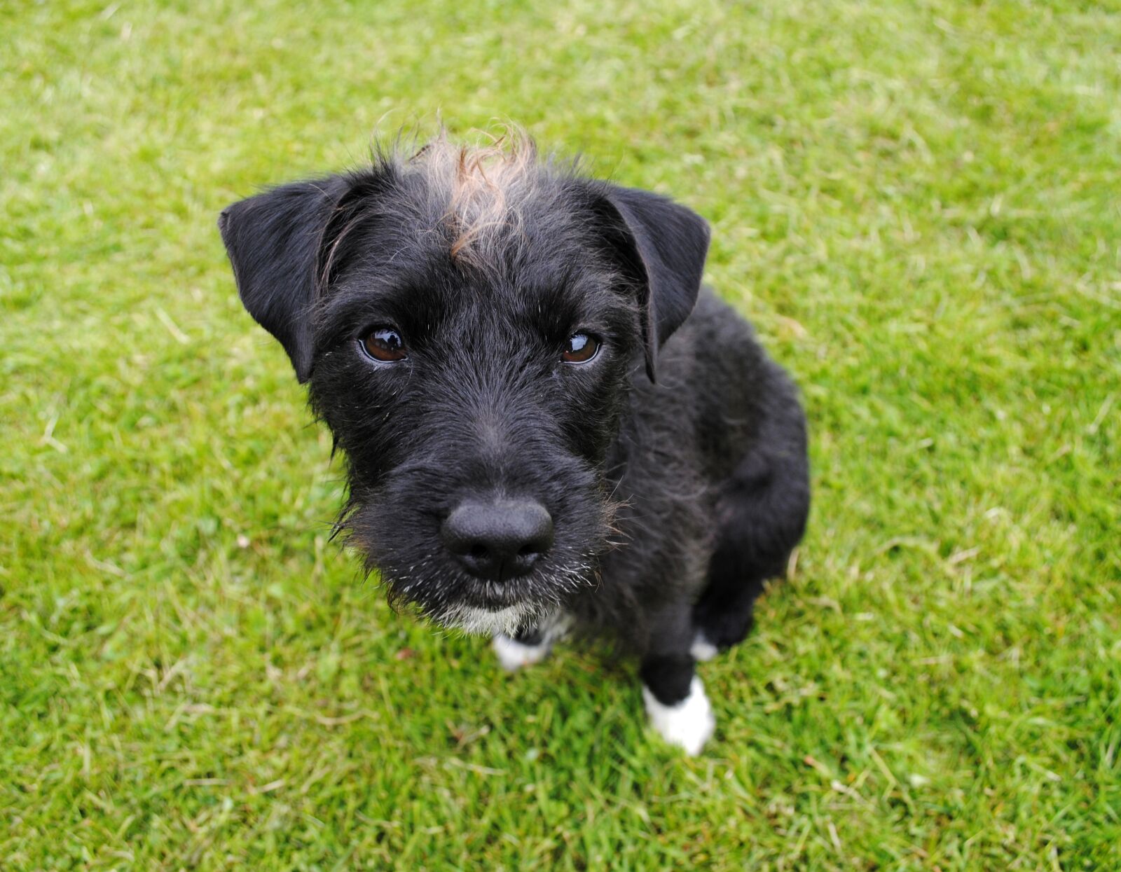 Nikon D3000 sample photo. Dog, animal, cute photography