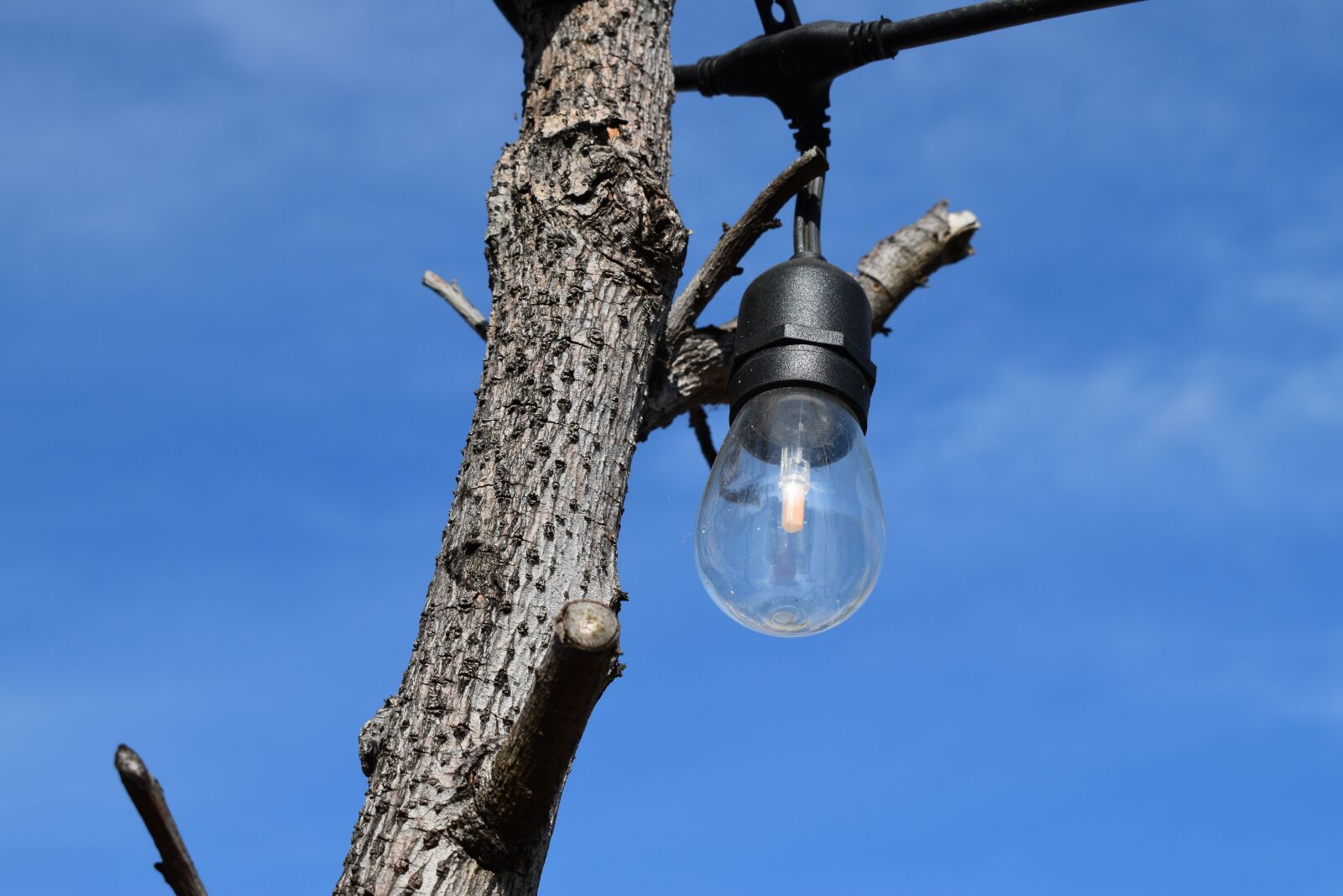Nikon D3500 sample photo. Light bulb, branch, tree photography
