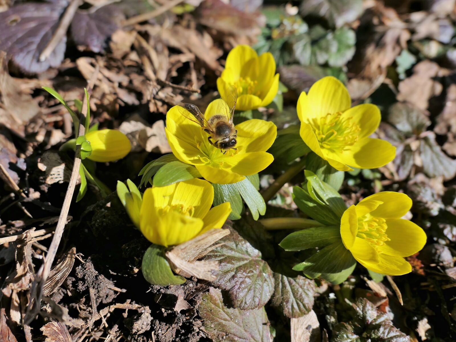 Panasonic Lumix DMC-LX10 (Lumix DMC-LX15) sample photo. Bee, honey bee, insect photography