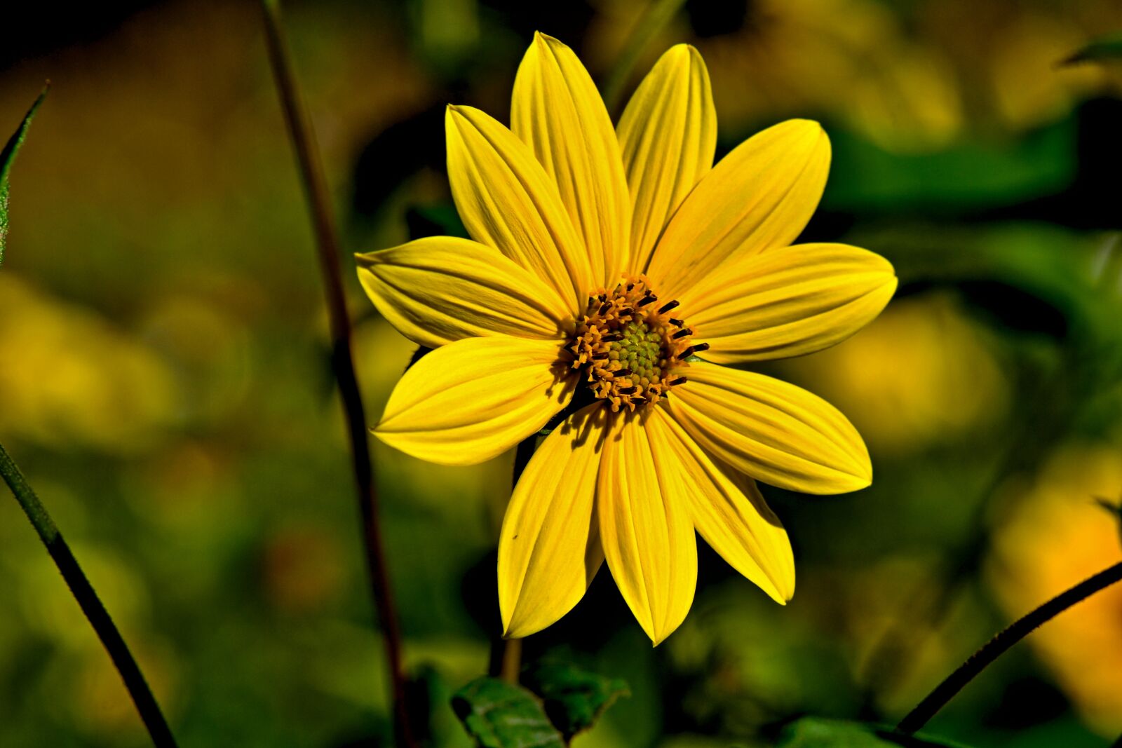 Nikon D3100 sample photo. Yellow, flower, garden photography