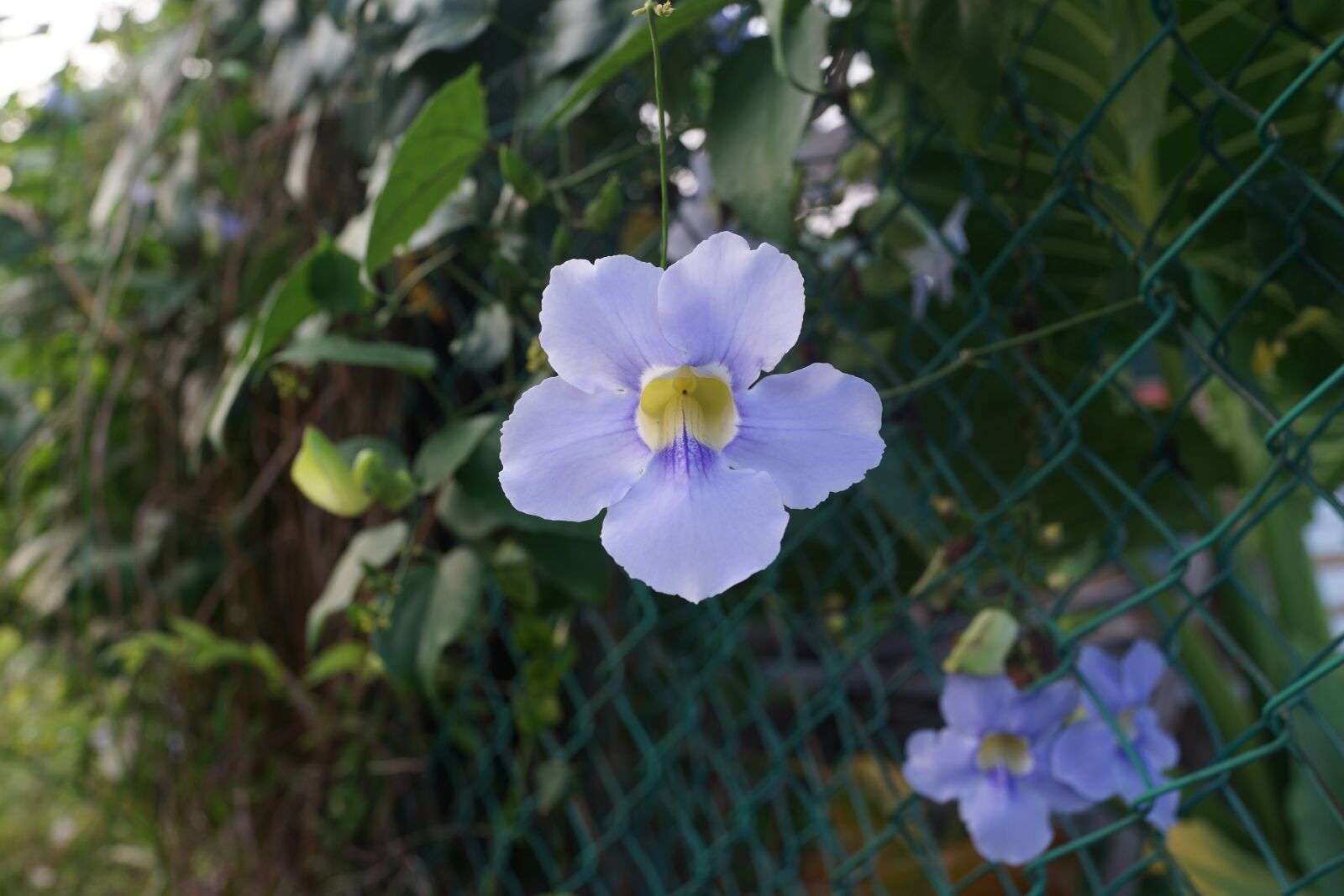 Sony Cyber-shot DSC-RX1R sample photo. Morning glory, nature, floral photography