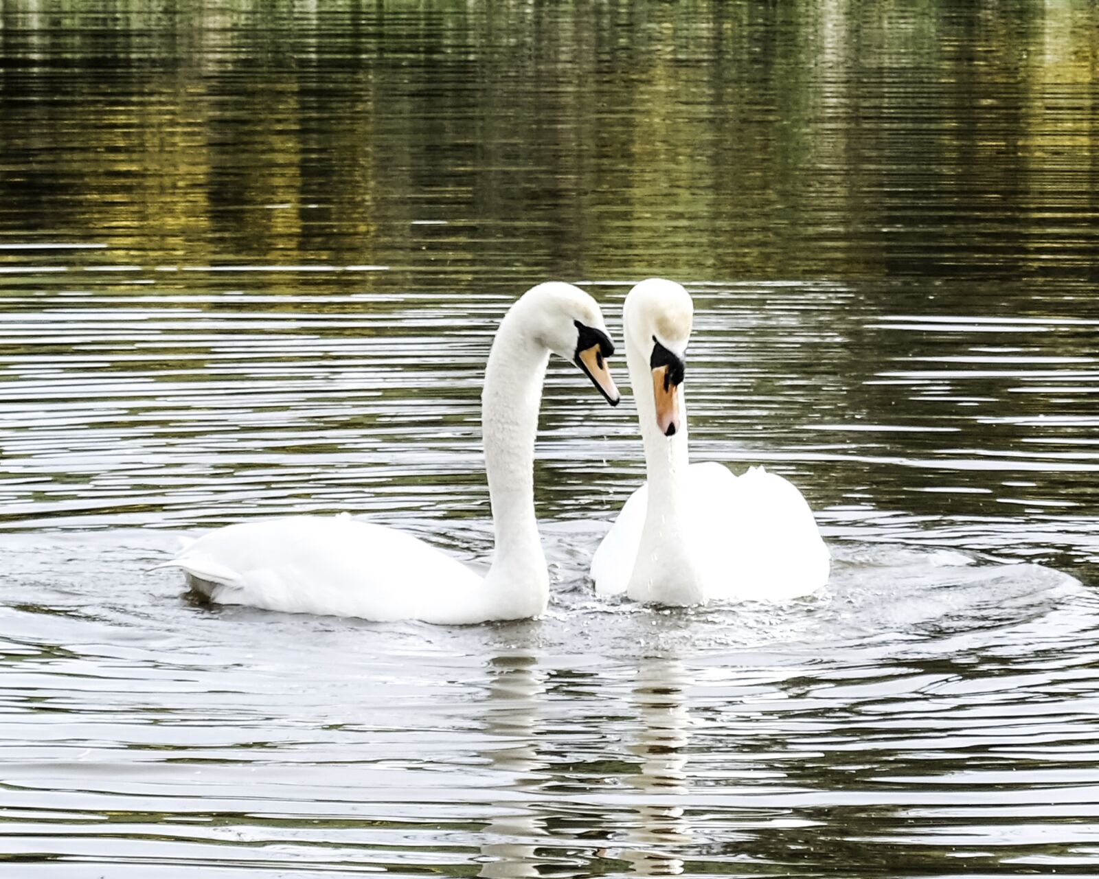 Fujifilm X-T30 sample photo. Swans, birds, water photography