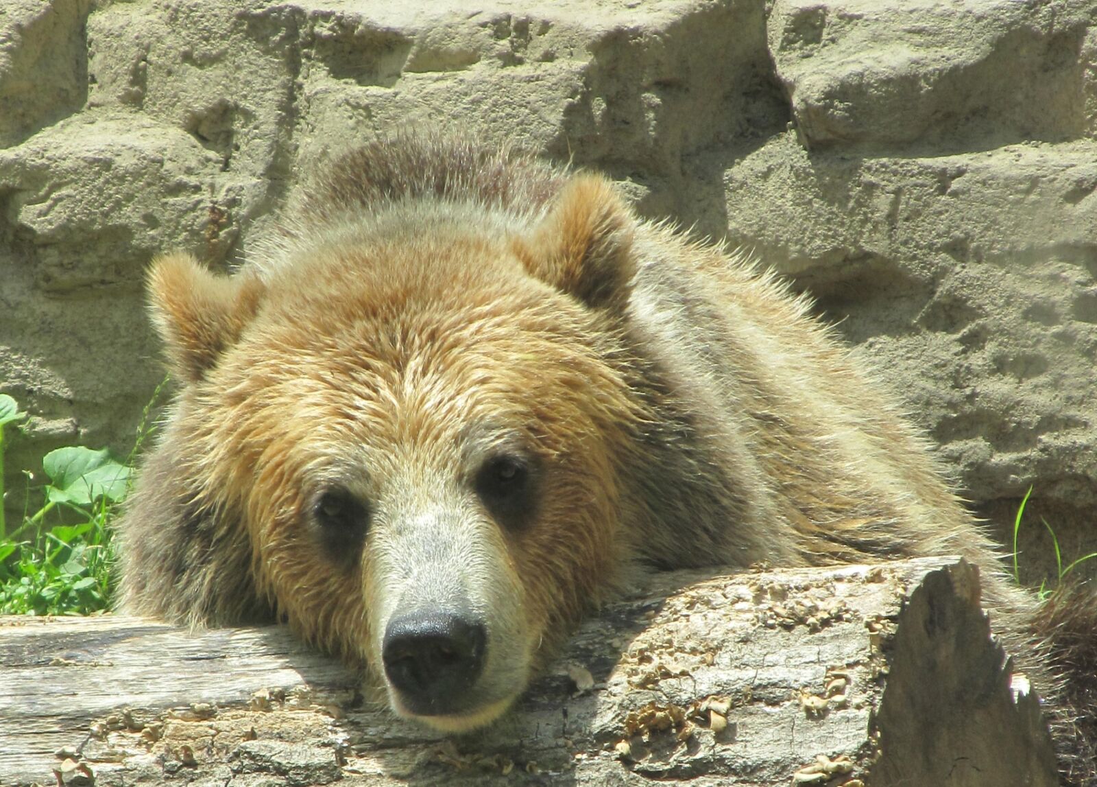 Canon PowerShot SX130 IS sample photo. Bear, grizzly, nature photography