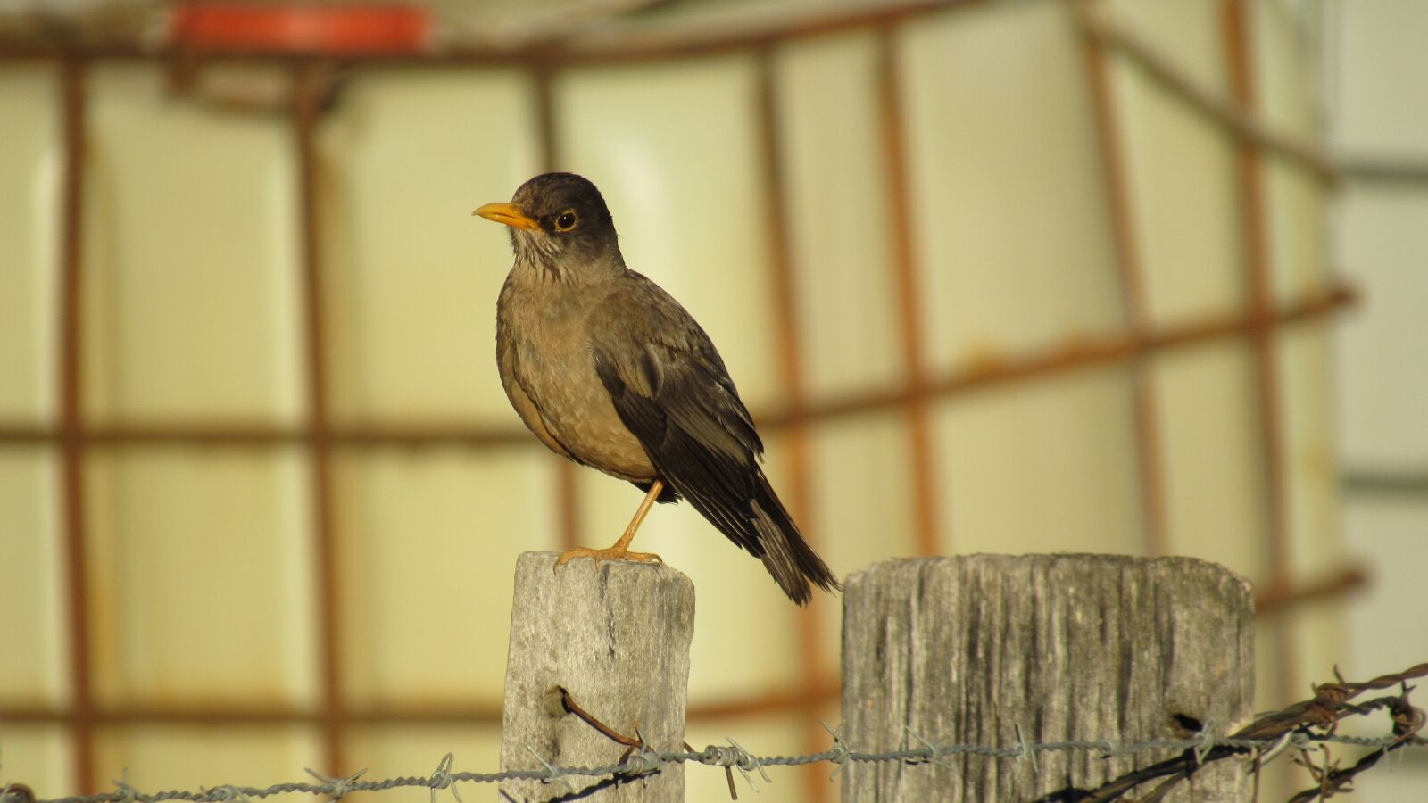 Canon PowerShot SX530 HS sample photo. Fieldfare, ave, birds photography