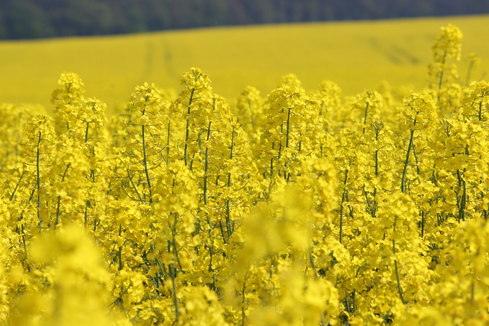 Canon EOS 600D (Rebel EOS T3i / EOS Kiss X5) sample photo. Field, oilseed rape, blossom photography
