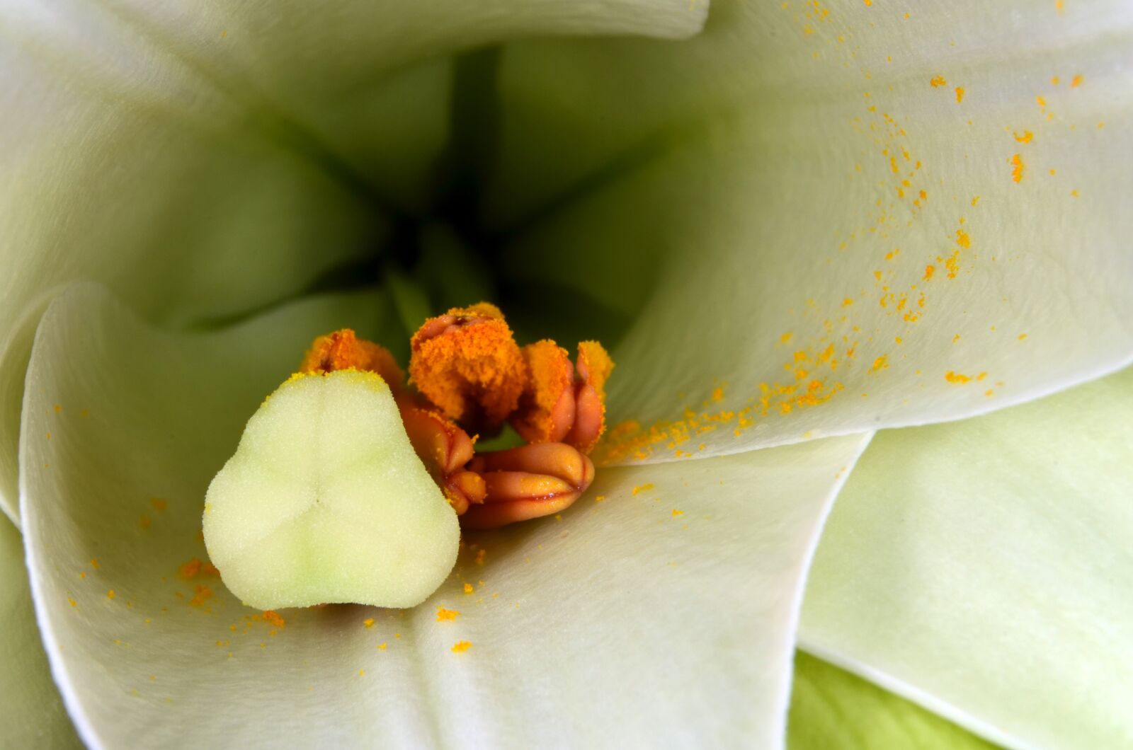Nikon D5100 sample photo. Lily, stamen, stamp photography