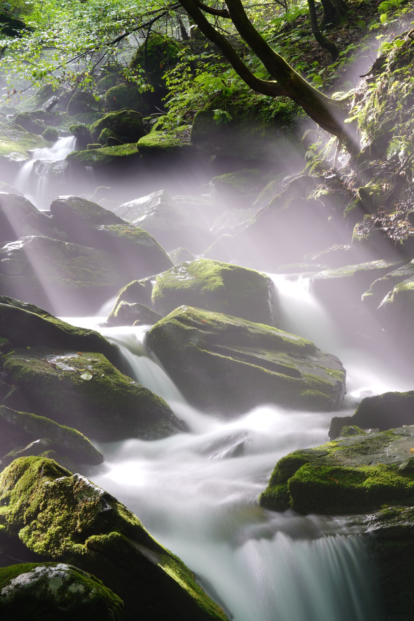 Sony FE 24-105mm F4 G OSS sample photo. Brook, nature, moss photography