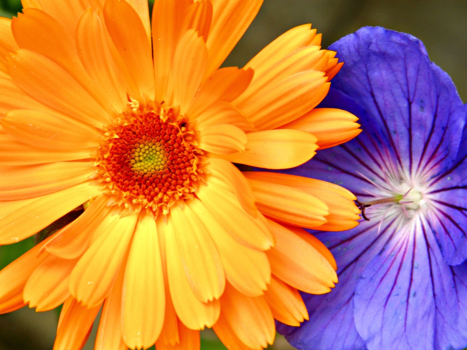 Nikon Coolpix L120 sample photo. Flowers, yellow, purple photography
