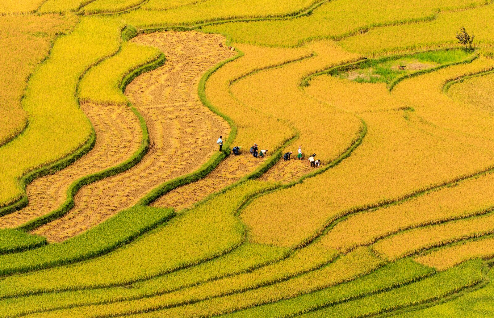 Canon EOS 7D Mark II + Tamron SP 150-600mm F5-6.3 Di VC USD sample photo. Vietnam, people, grass photography