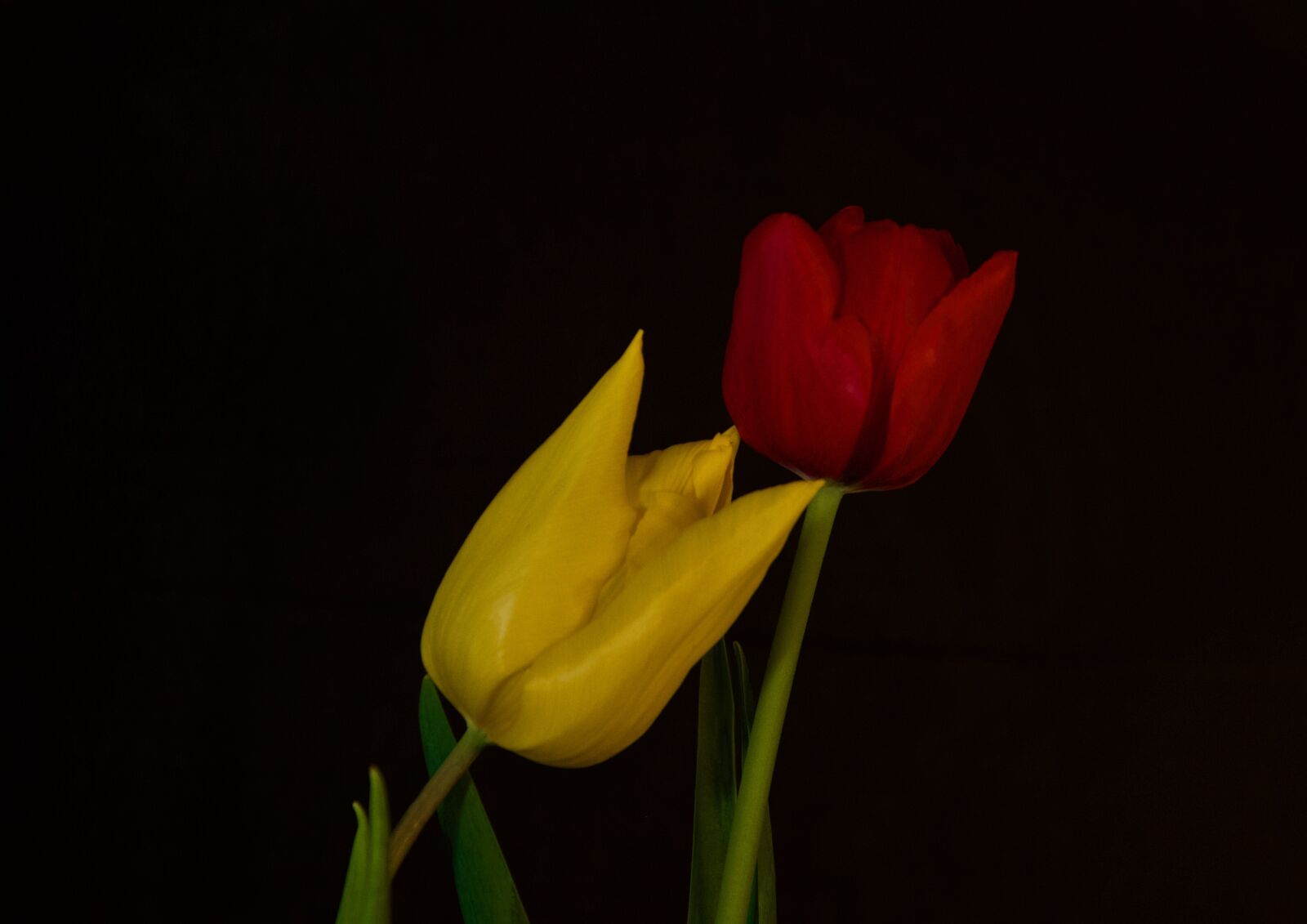 Nikon D500 sample photo. Tulips, flowers, spring photography
