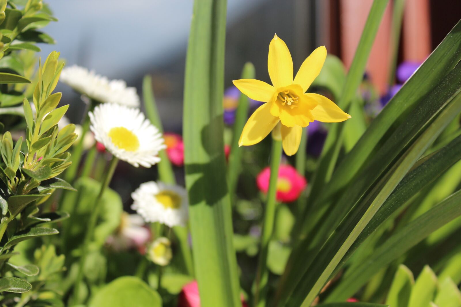 Canon EOS 600D (Rebel EOS T3i / EOS Kiss X5) sample photo. Nature, flower, flora photography
