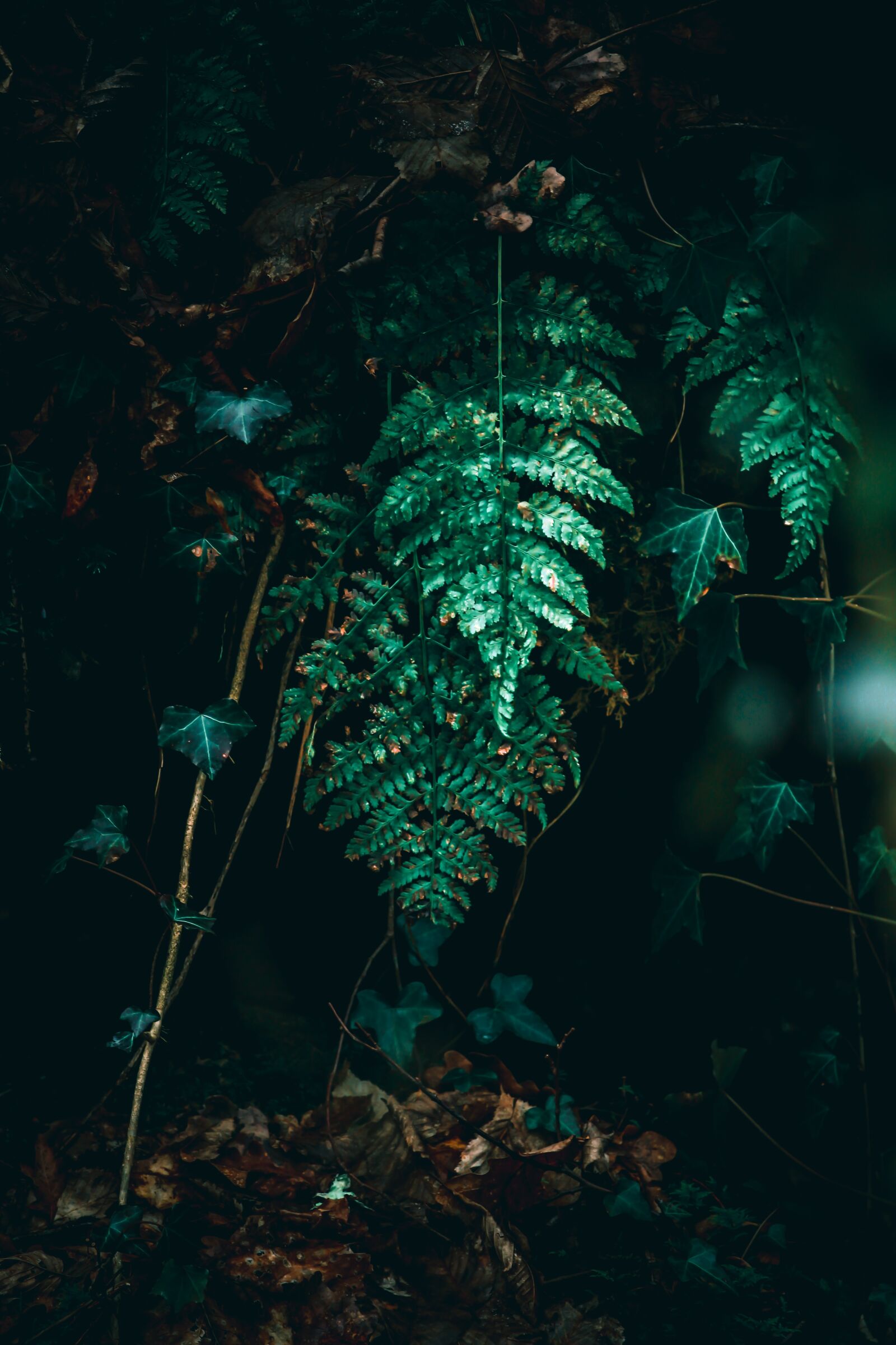 Canon EF-S 55-250mm F4-5.6 IS STM sample photo. Fern, green, nature photography