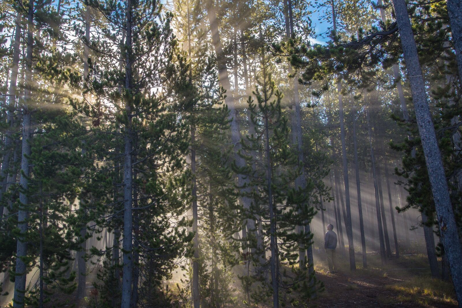 Canon EF 24-105mm F4L IS USM sample photo. Forest, sunlight, streaming photography
