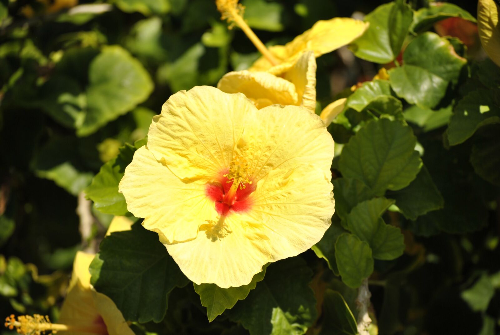 Nikon D3000 sample photo. Hawaii, flower, tropical photography