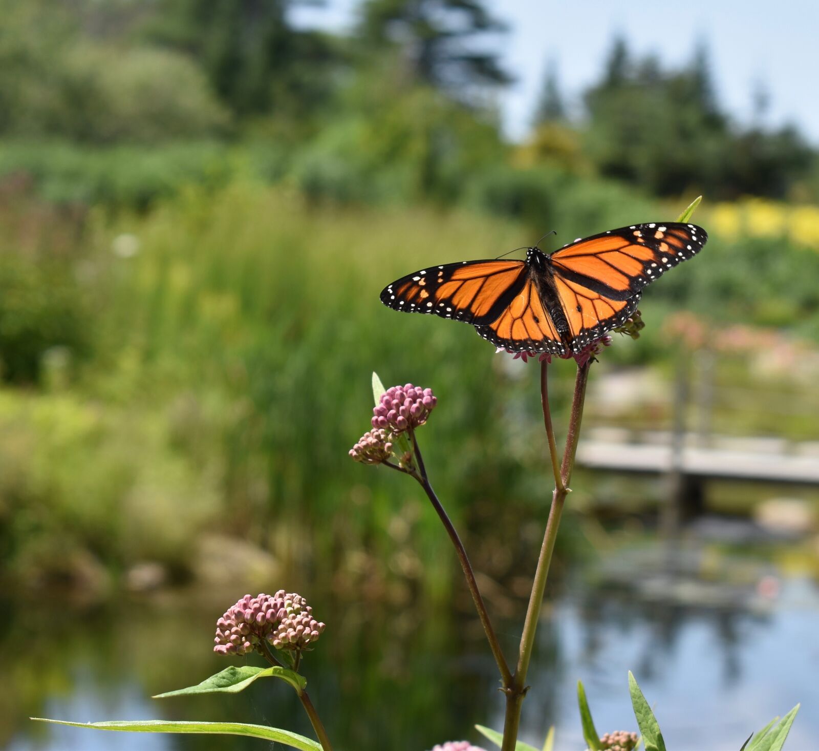 Nikon D5600 sample photo. Monarch, butterfly, orange photography